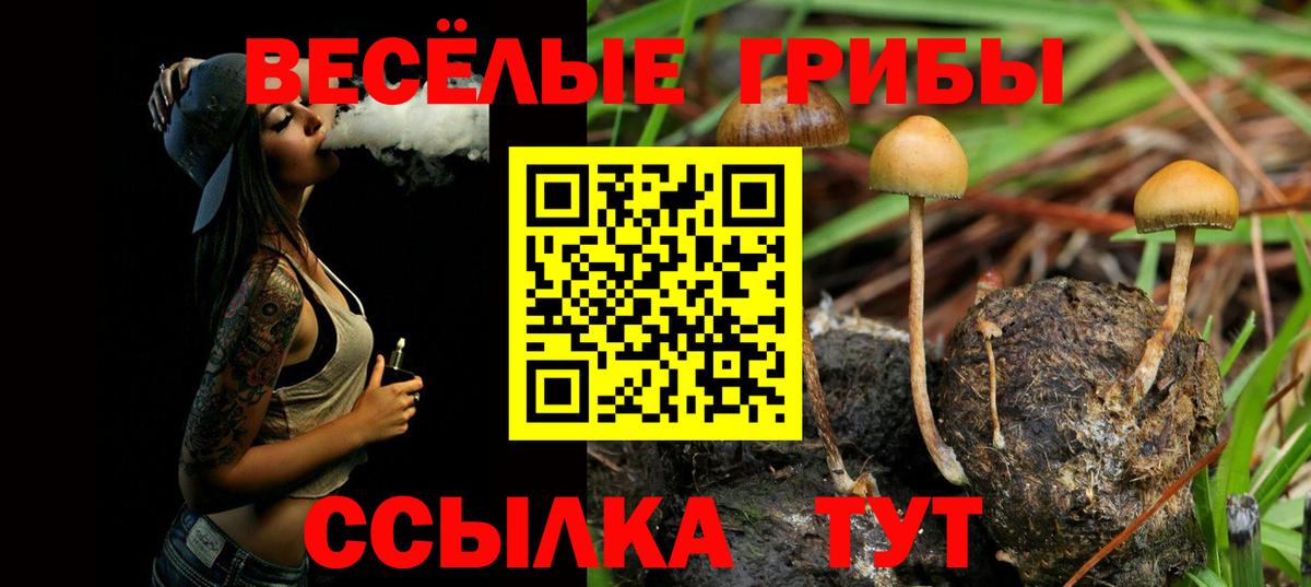 Псилоцибиновые грибы Psilocybe Гай
